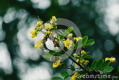 yellow flowers are seen as bearers of good news, well wishes, and happiness.Â  Stock Photo